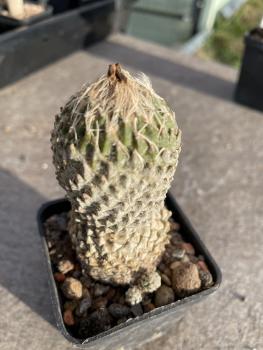 Encephalocarpus strobiliformis